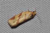 Clepsis pallidana