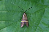 Nemophora degeerella