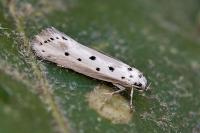 Ethmia terminella