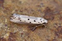 Ethmia terminella
