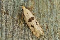 Mirificarma cytisella