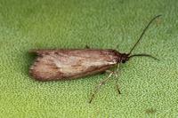 Diurnea lipsiella
