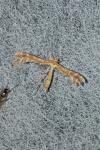 Oxyptilus