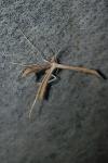 Stenoptilia