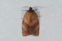 Cacoecimorpha pronubana