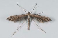 Emmelina monodactyla