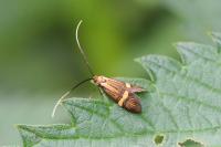 Nemophora degeerella