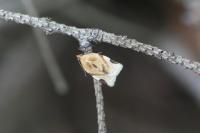 Paramesia gnomana