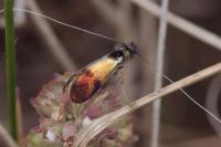 Nemophora fasciella