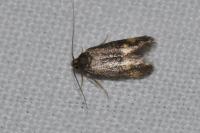 Borkhausenia minutella