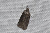 Cnephasia
