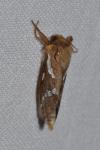 Korscheltellus lupulinus