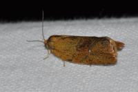 Ptycholoma lecheana