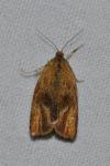 Ptycholoma lecheana