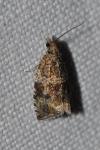 Celypha lacunana