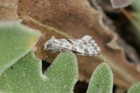 Aethes languidana