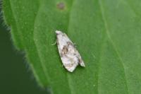 Neocochylis molliculana