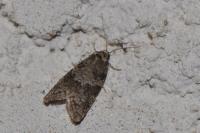 Cnephasia