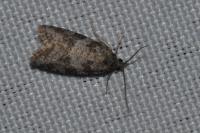Cnephasia