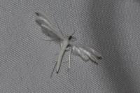 Pterophorus pentadactylus