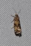 Celypha lacunana