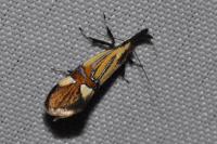 Alabonia geoffrella