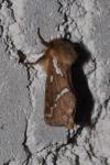 Korscheltellus lupulinus