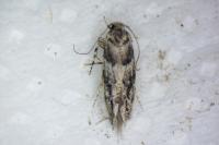 Recurvaria nanella