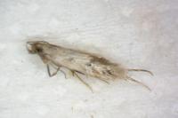 Borkhausenia nefrax