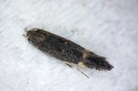 Aproaerema anthyllidella