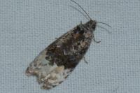 Apotomis betuletana
