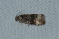 Endothenia gr. gentianaeana