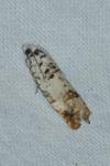 Eucosma campoliliana