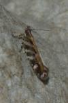 Aristotelia