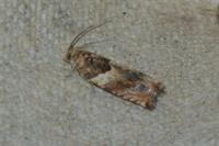 Gypsonoma minutana
