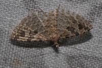 Alucita hexadactyla