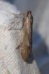 Diurnea lipsiella