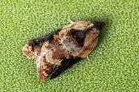 Acleris variegana
