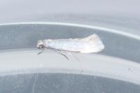 Ocnerostoma friesei