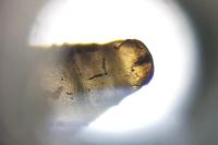 Ocnerostoma friesei