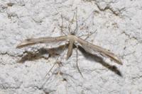 Emmelina monodactyla