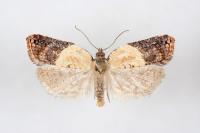 Acleris variegana