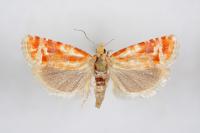 Rhyacionia buoliana
