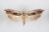 Ypsolopha scabrella
