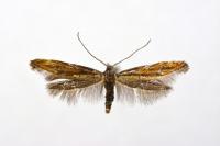 Mompha idaei