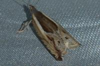 Ancylis apicella
