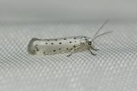 Yponomeuta