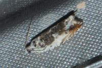 Ancylis laetana