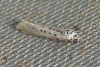 Yponomeuta sedella