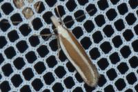 Dichomeris marginella